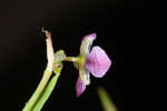 Nakedstem dewflower